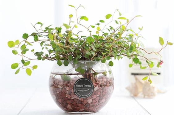 트리안 유리 어항볼 수경재배식물 SET