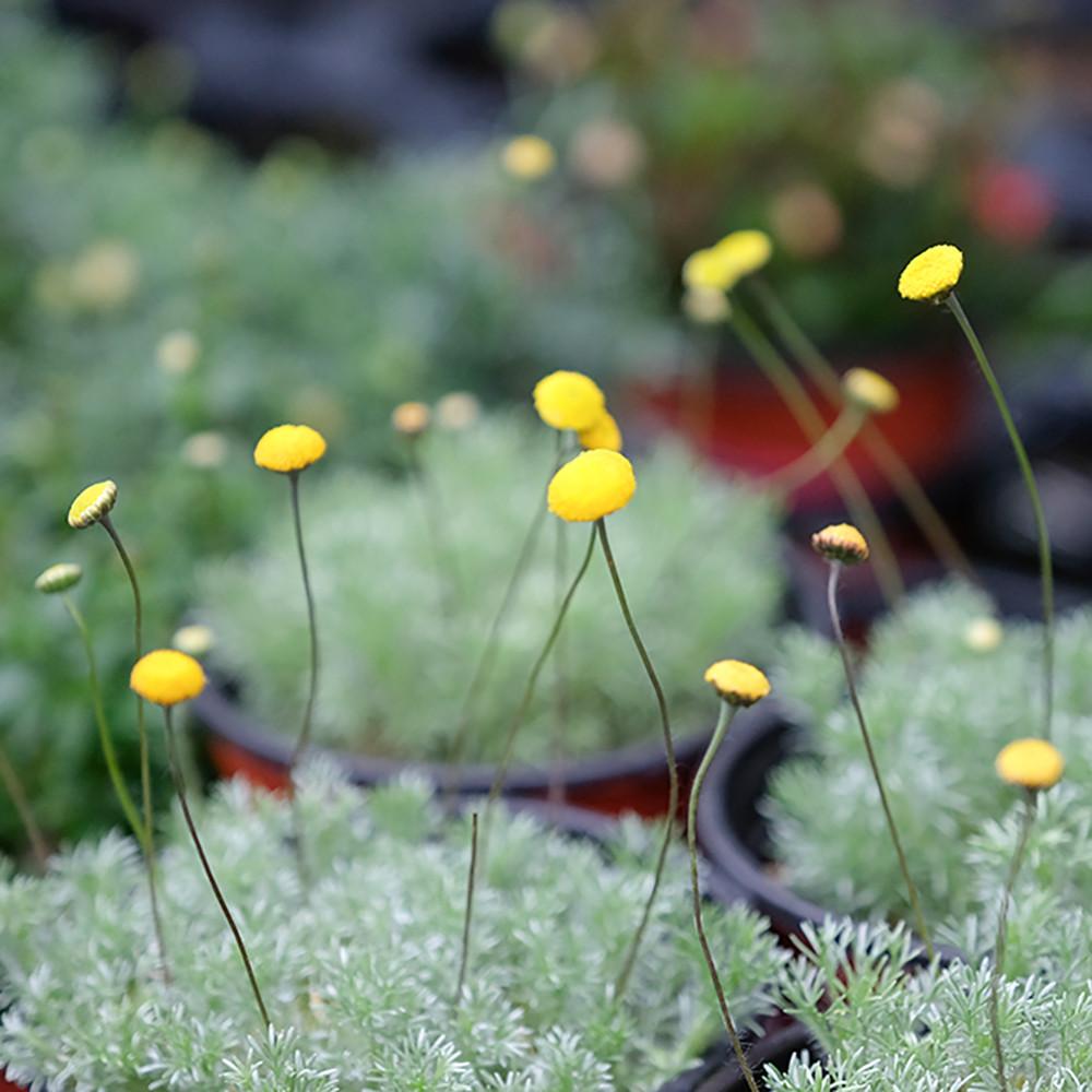 은엽아지랑이 전국 노지월동 꽃 야생화 키우기 쉬운 실내 공기정화 반려 식물 마당 정원