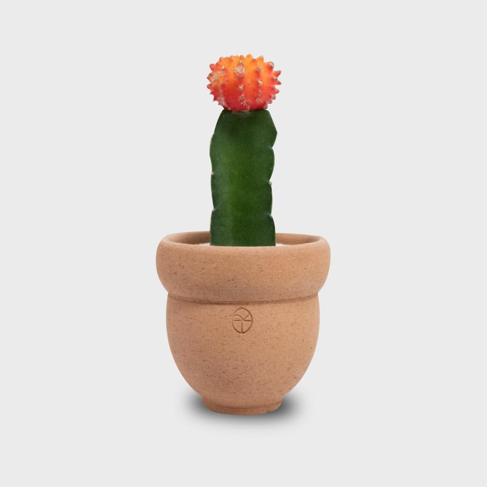 미니어처팟 Nut_mini + 식물 _ 화분 선물 set