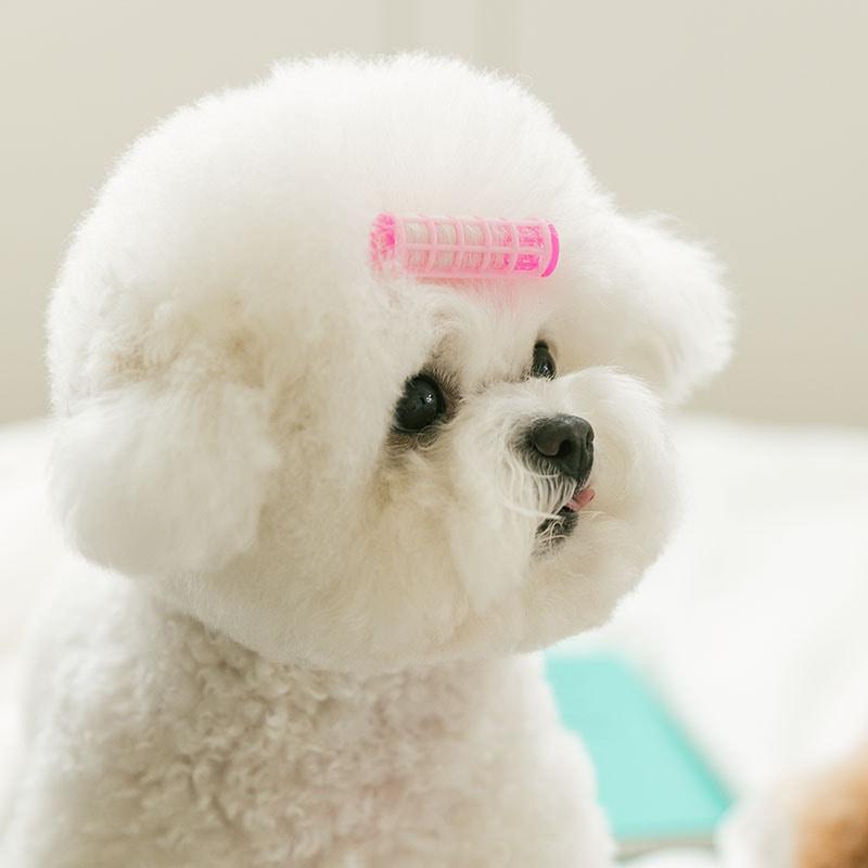 핑크퐁퐁 구르뽕