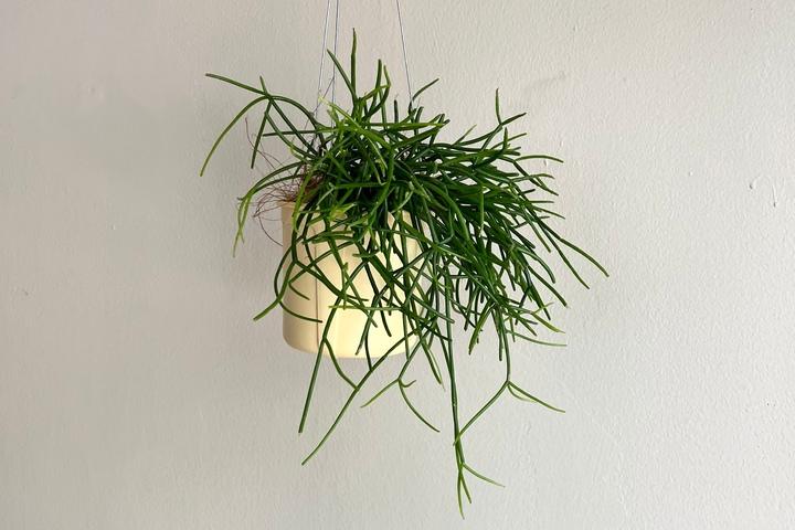 행잉 립살리스 화이트 옐로우팟