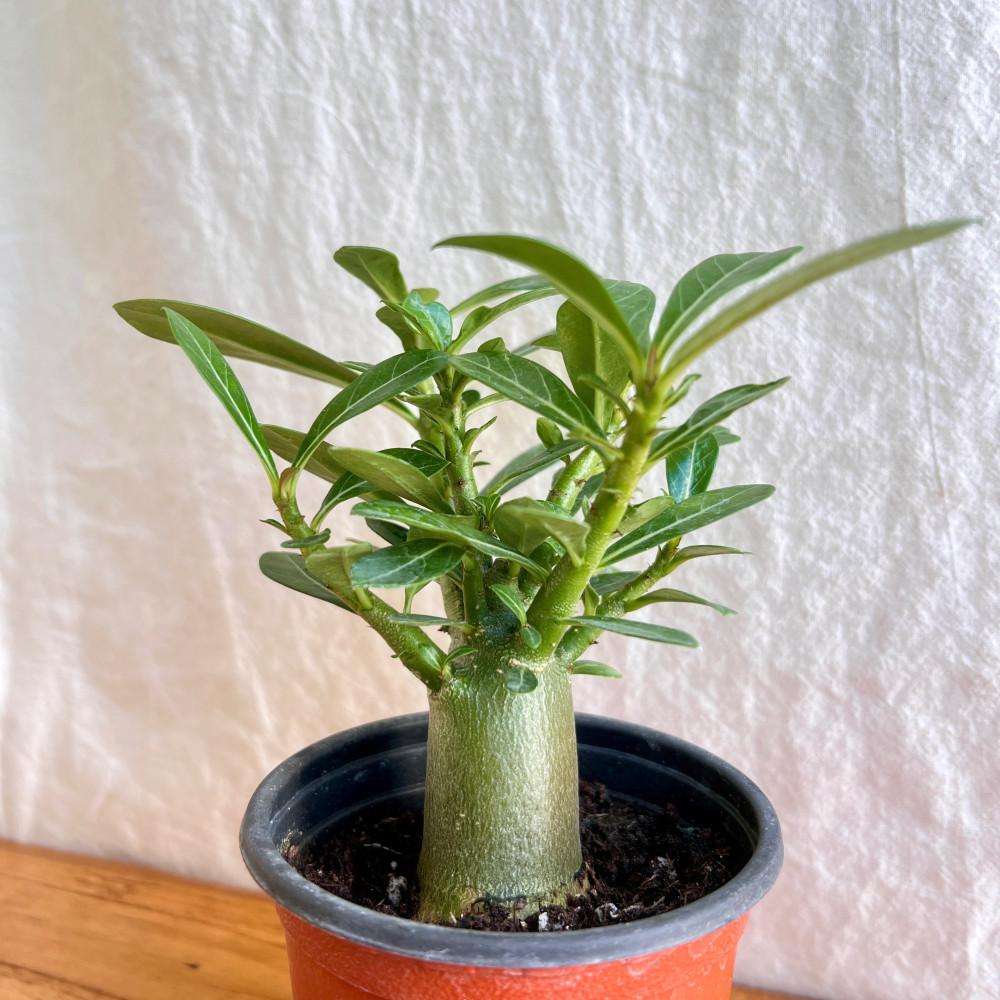 바오밥나무 아데니움 오베숨 미니바오밥 석화 아프리카식물 괴근식물