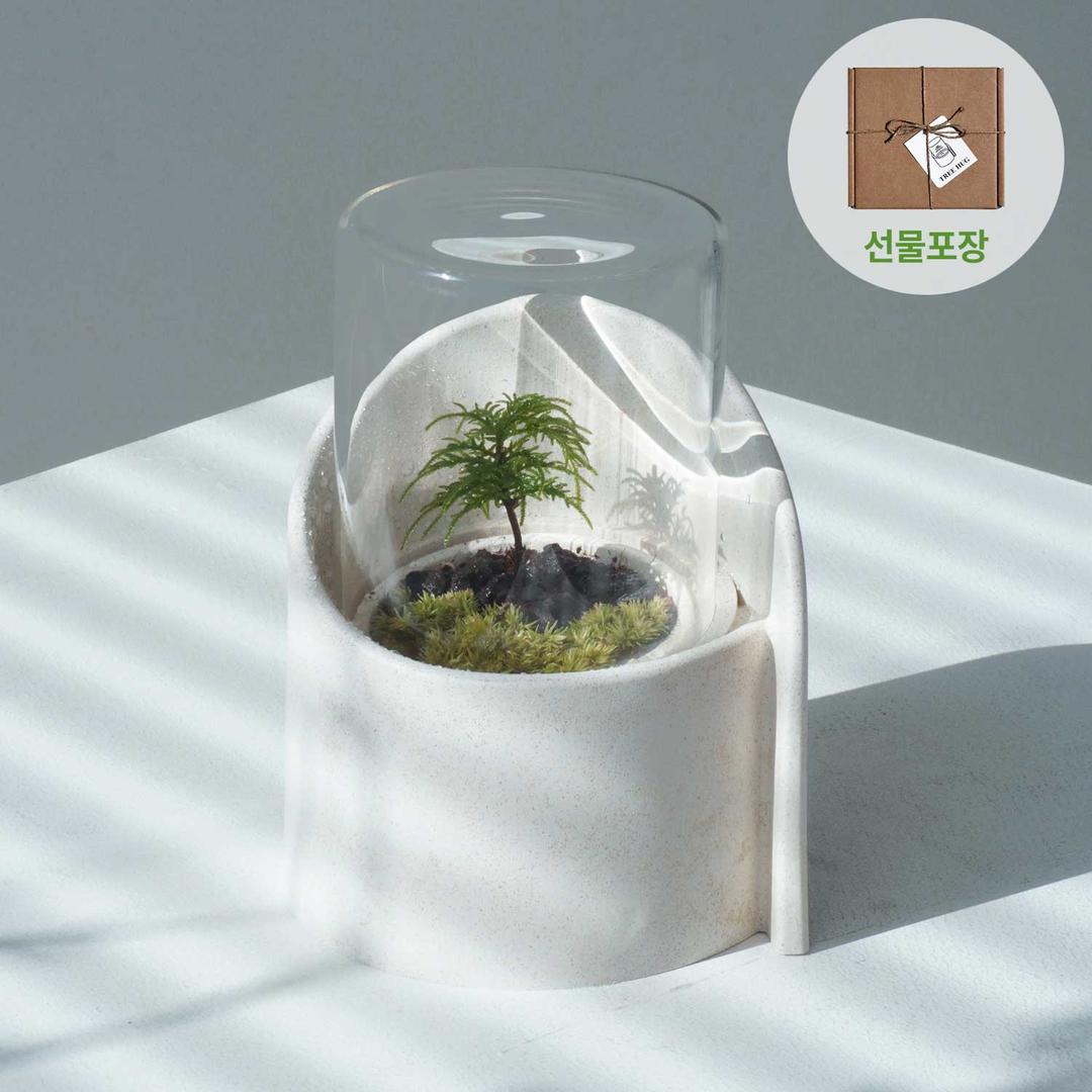[집들이/이사] 귀여운 애착식물 선물, 식린이를 위한 나무이끼 가드닝키트
