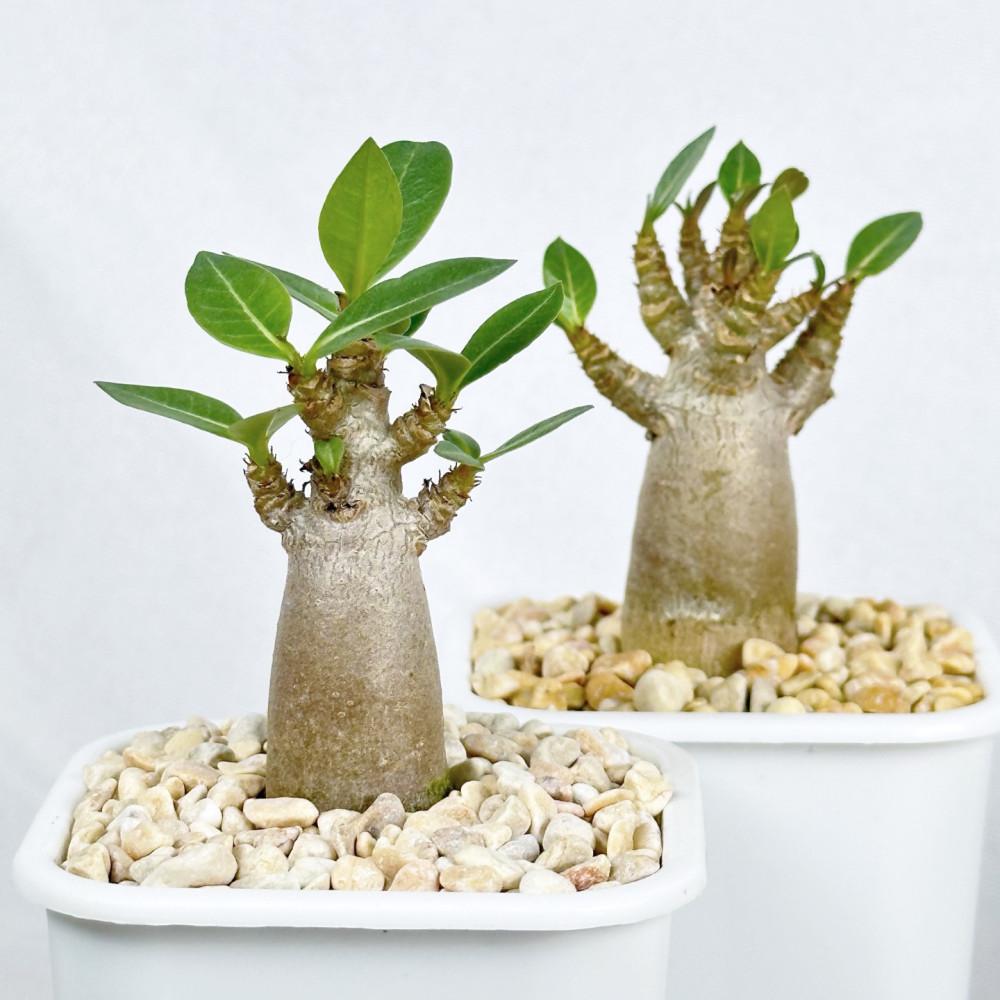 아데니움 구찌 (소) - 손바닥안의 쏙 들어오는 바오밥 나무같은 나무