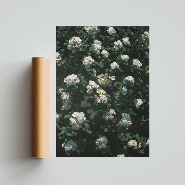White Rose Poster(A1, A2)