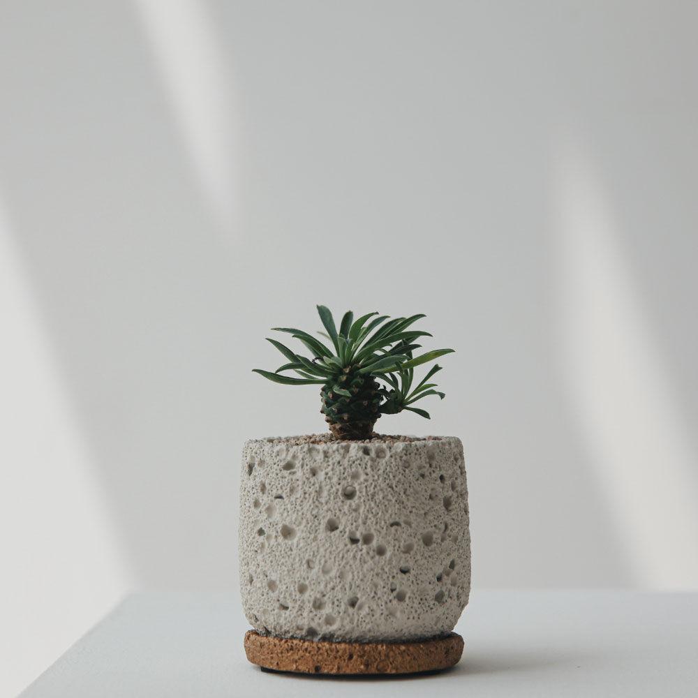 괴마옥 세라믹 화산석 화분받침 세트 파인애플 선인장