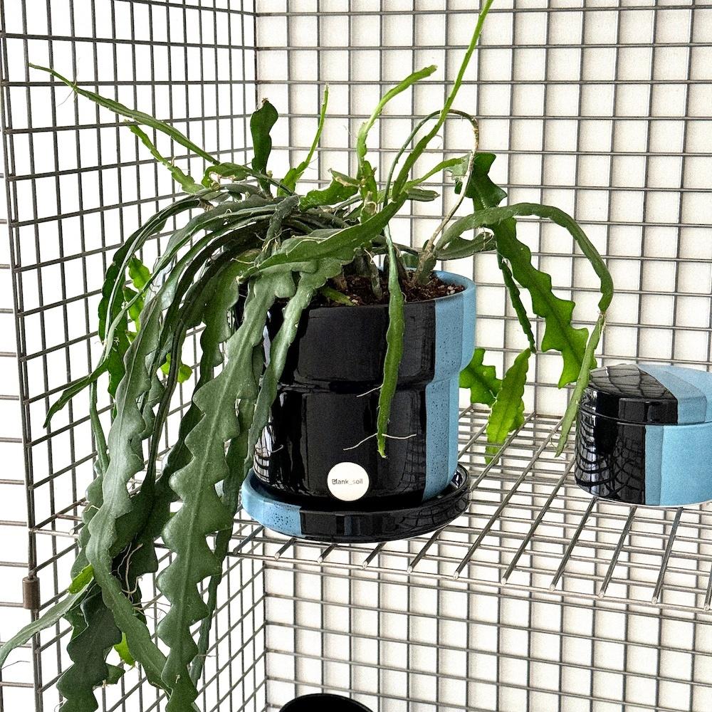 [BoldBlended] Plant Pot