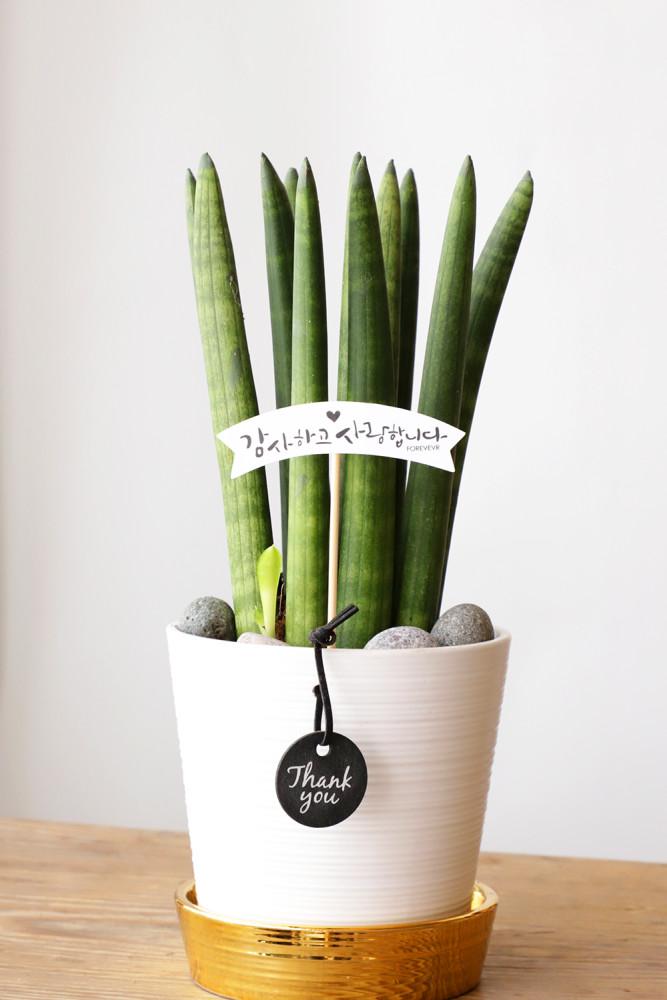 어버이날 스투키 화분 스승의날 꽃선물