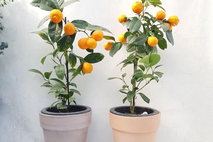 (배송일지정가능)레몬오렌지 나무 이태리 토분set