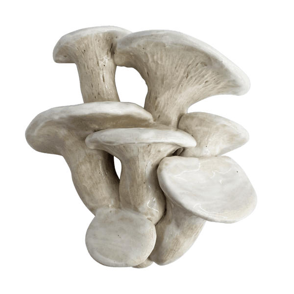 Big white oyster mushroom