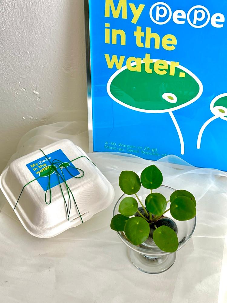 [수경식물] 필레아페페 수경재배 수중 물에서키우는 식물 데스크테리어 선물포장