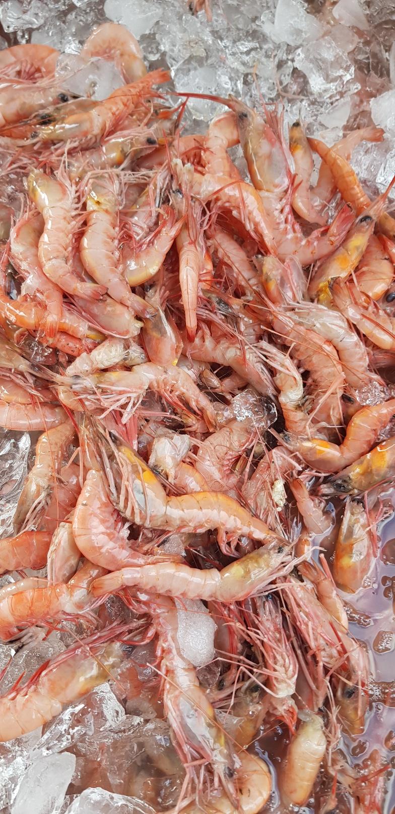 여수 거문도 달마새우 2kg (자연산)