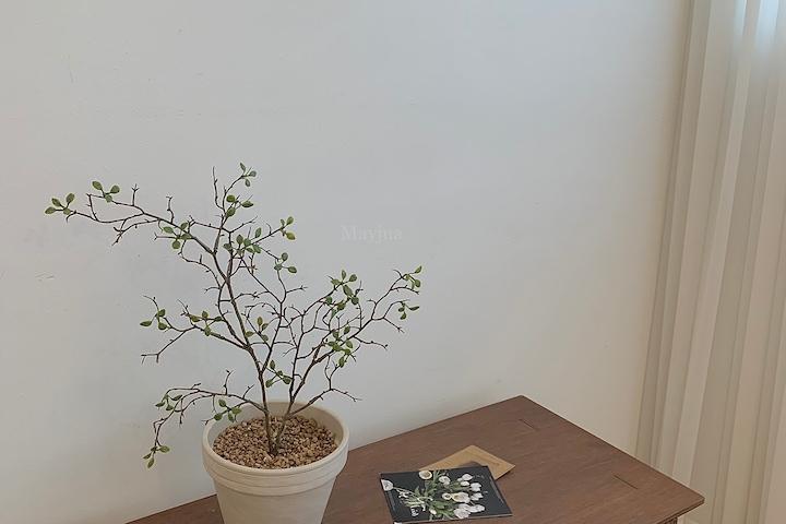 감성 인테리어 마오리코로키아 소포라 조화가지 나무 화분set 2size