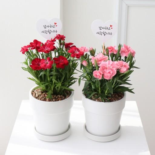 마감임박❤️ 향기나는 카네이션 💐 어버이날 생화 화분