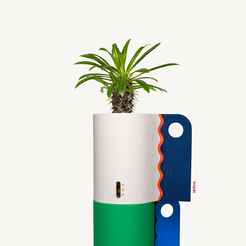 반수경재배 식물키트 레이어드 컬러 - 마다가스카르 팜 M