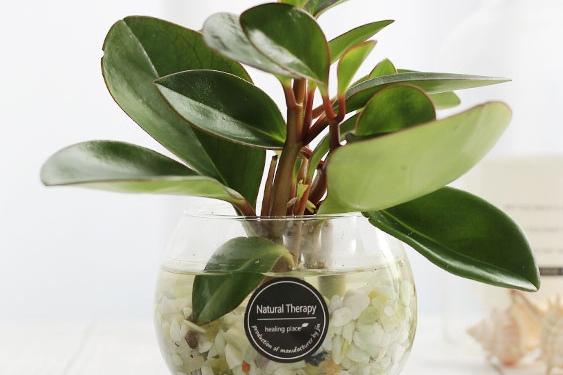 홍페페 유리 어항볼 수경재배식물 SET