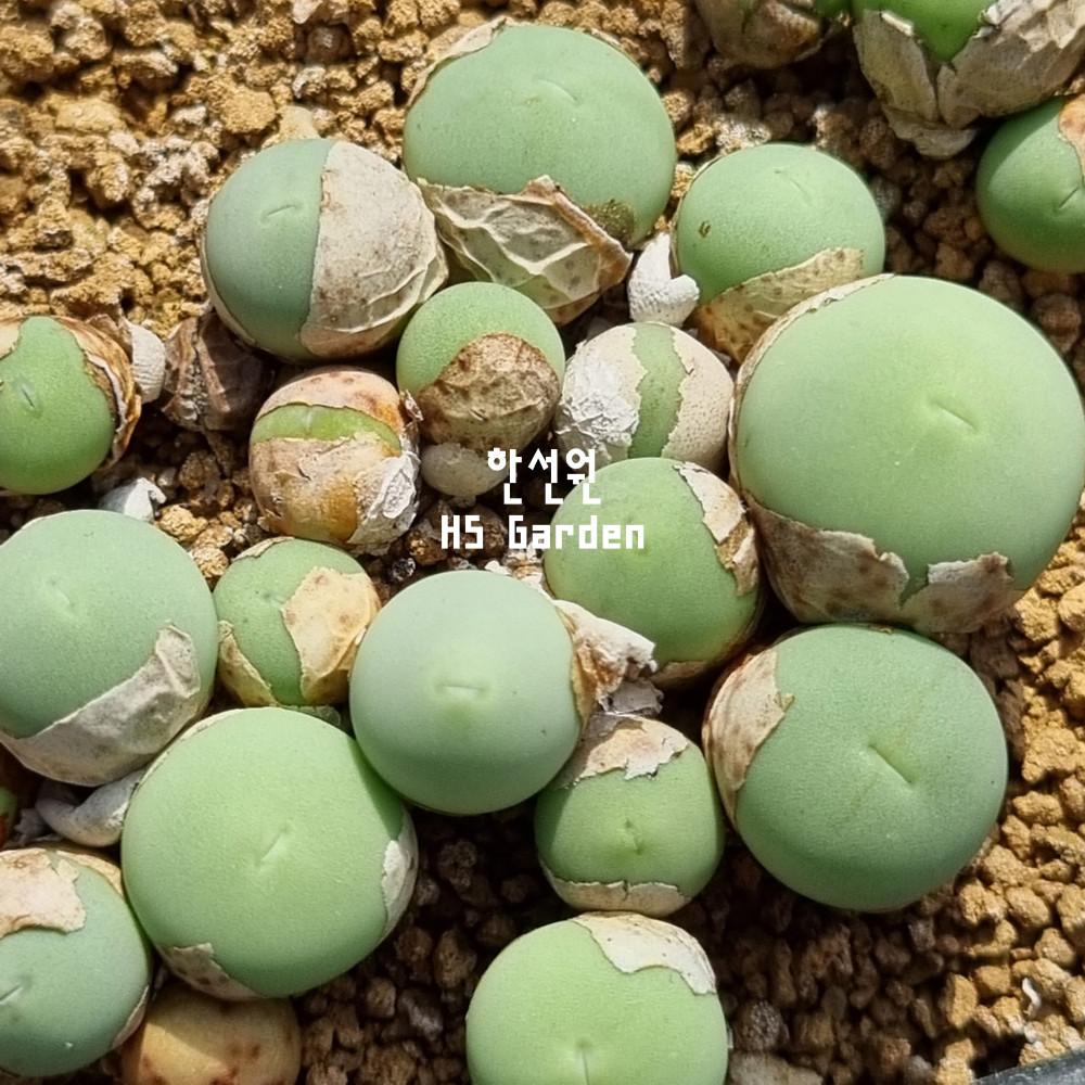 칼큐러스 calculus ...코노피튬실생 키우기 파종 전문 농장 판매 종류 탈피 씨앗 꽃 분갈이 한선원