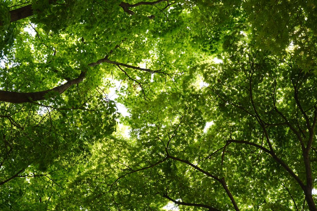 [오프라인] 도시정원사와 함께 서울숲 식물산책