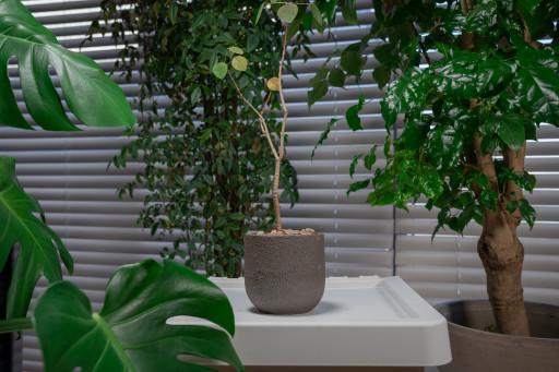 [Stone series] 둥근 화분S