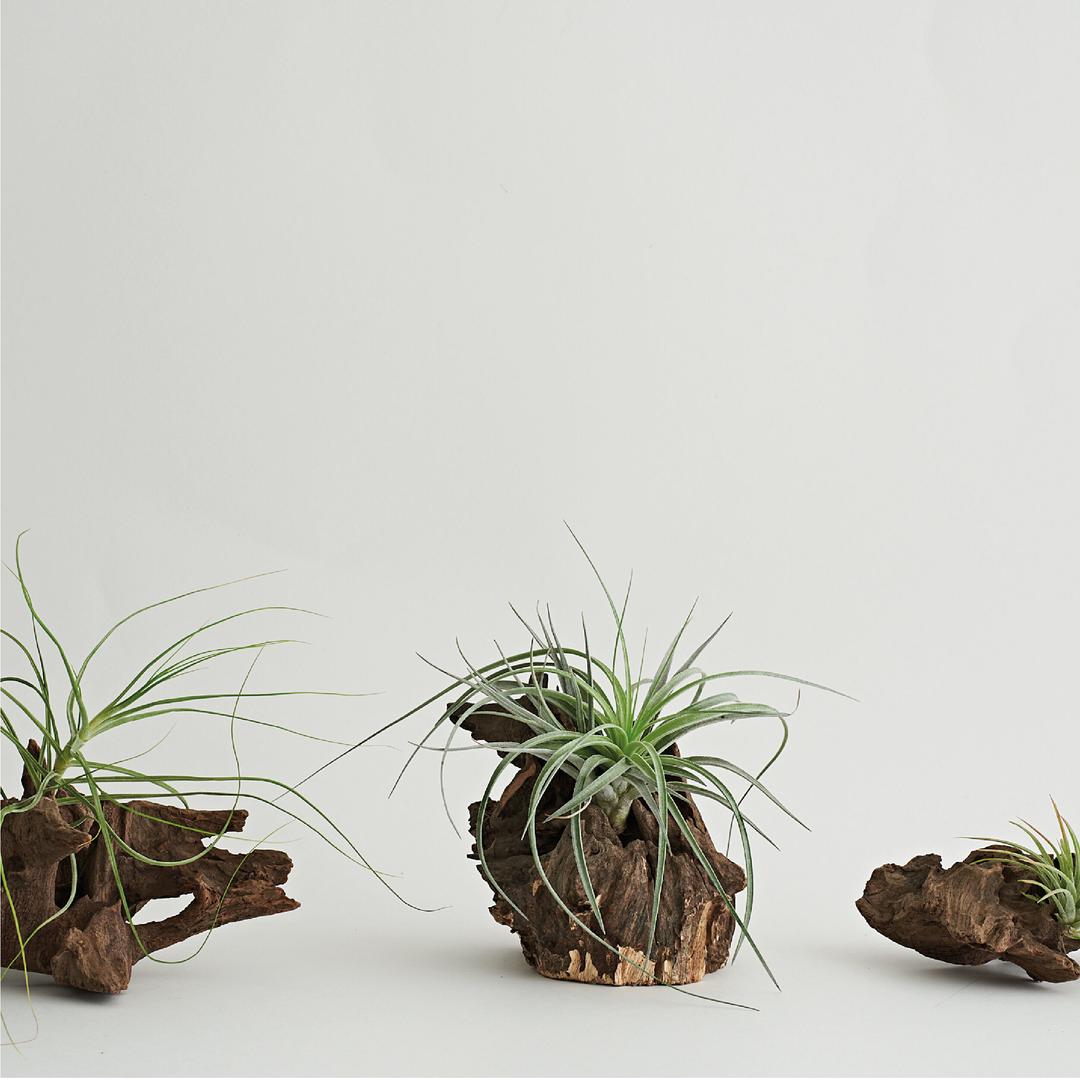 천연 유목 에어플랜트 Driftwood Airplant