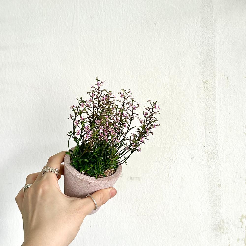 벌레잡이 식물 꽃 스틸리디움 데빌레