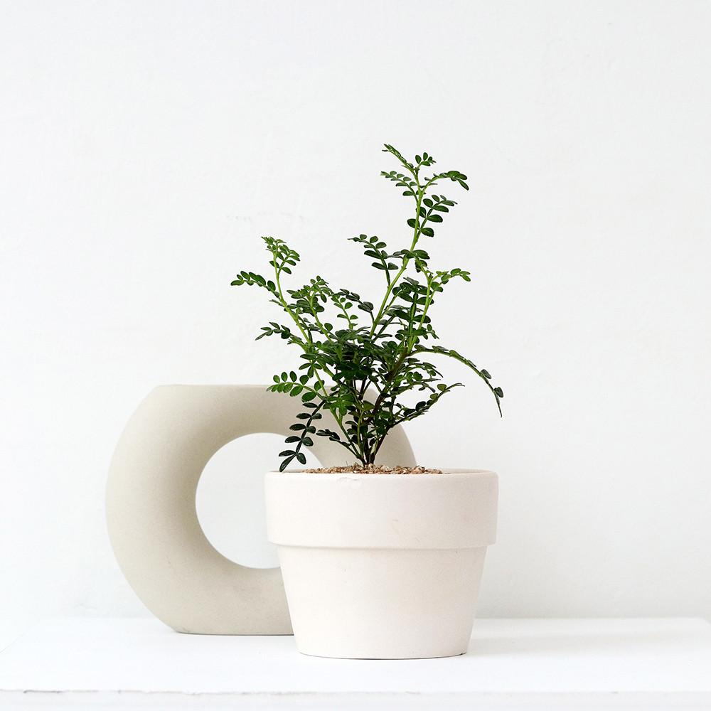 키우기 쉬운 식물 천연벌레퇴치제 산초/기산초