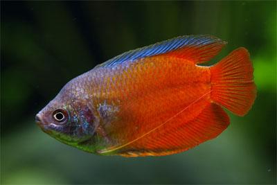 선셋 구라미 [2마리]