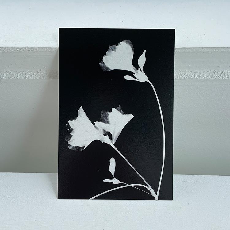 a night flower 밤에 피는 꽃 엽서 세트