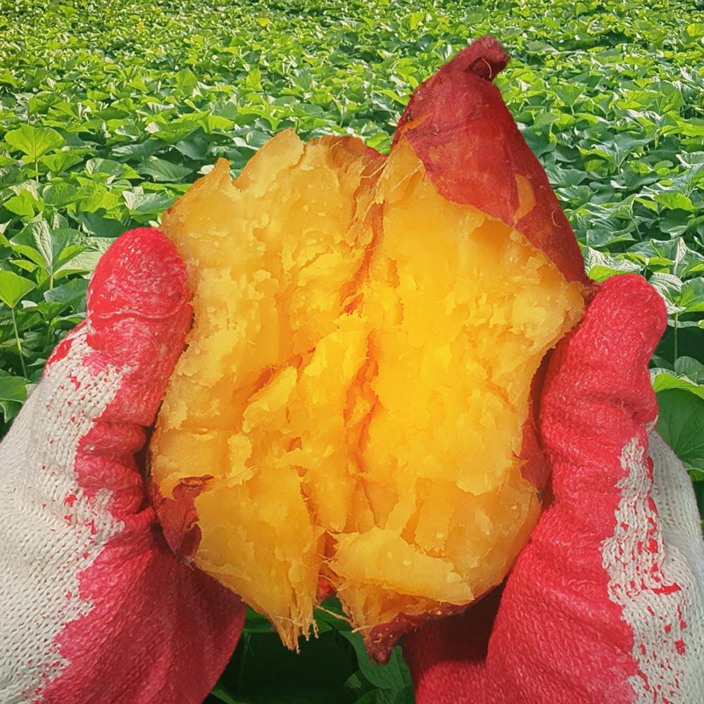 2022 햇 꿀고구마 달콤한 베니하루카 3kg/5kg/10kg 껍질얇음