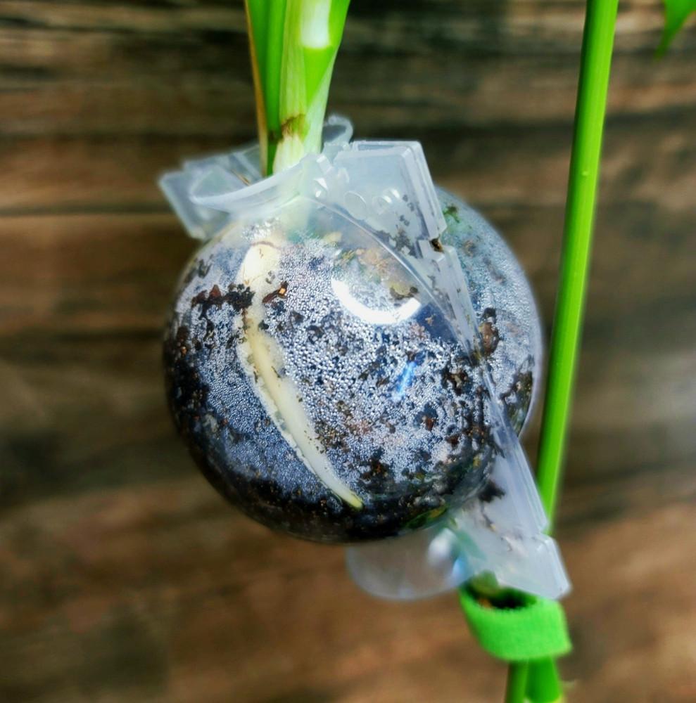 취목볼 루팅볼 루팅팟 공중취목 삽목 뿌리발달 5개 세트 소/중/대 사이즈