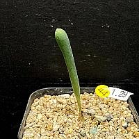 Ornithogalum unifoliatum(오니소갈룸 유니포리아텀1.29) - 엑스플랜트