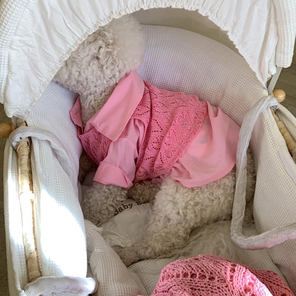 강아지여름옷 하트니트 애견조끼