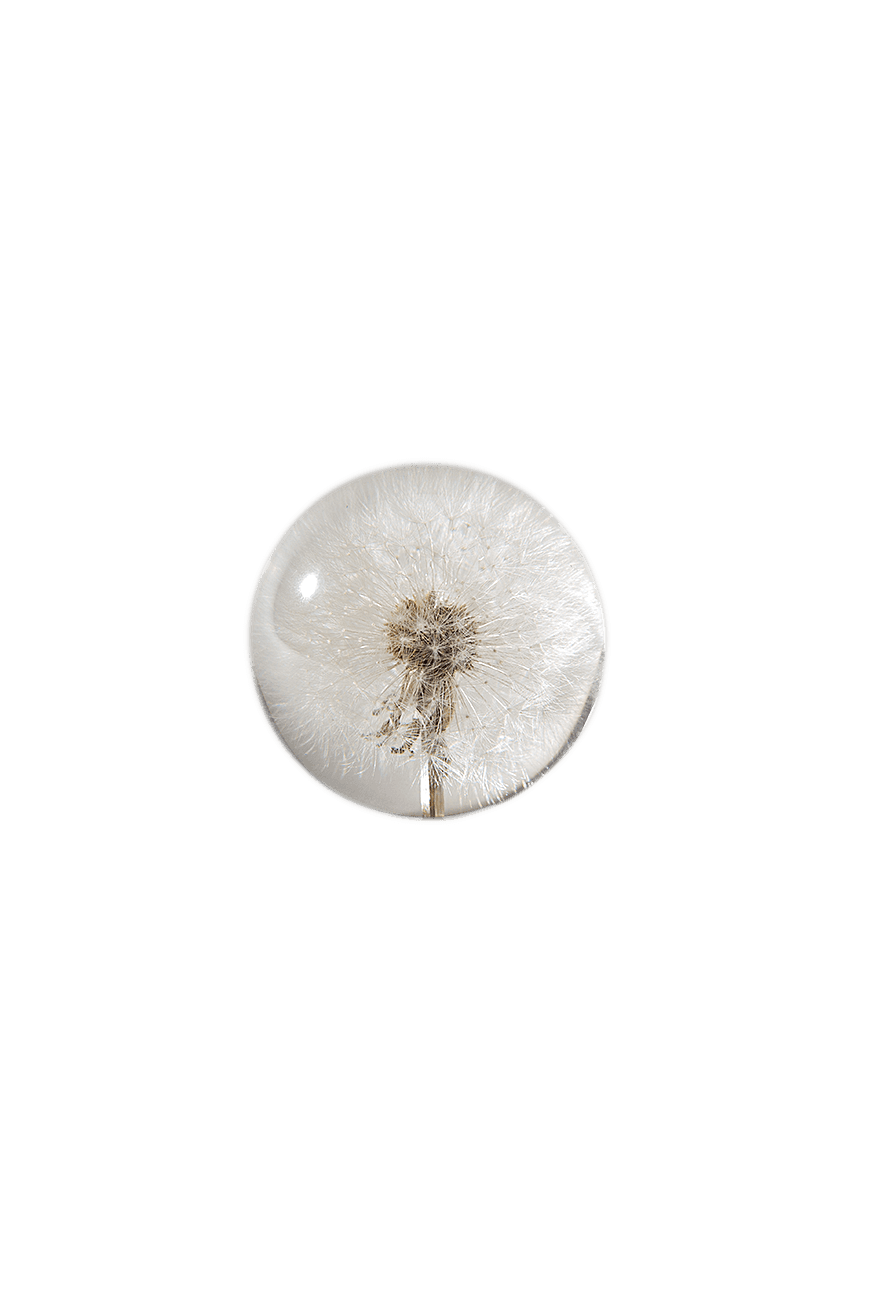 Dandelion Paper Weight