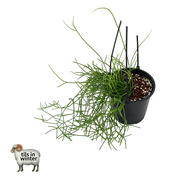 립살리스 카수타 (헹잉)