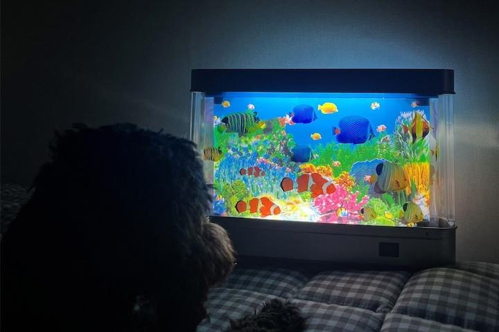 신비한 바다 LED 움직이는 페이크 고양이 물멍 가짜 어항 해양수족관 무드등 조명