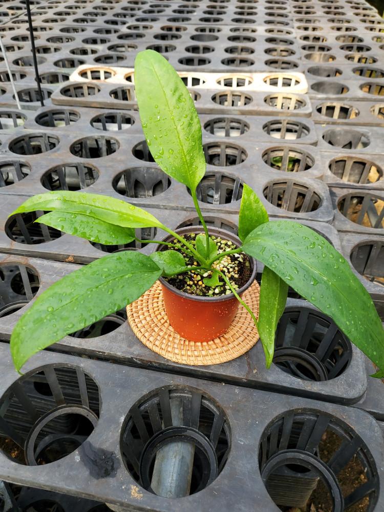 안스리움 비타리폴리움 (랜덤배송)