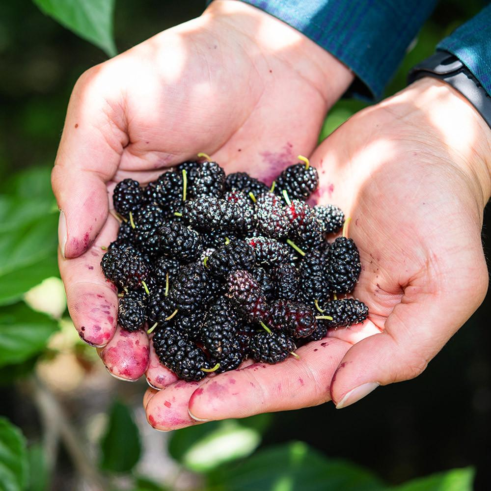 특품 엄선 오디 5kg 10kg