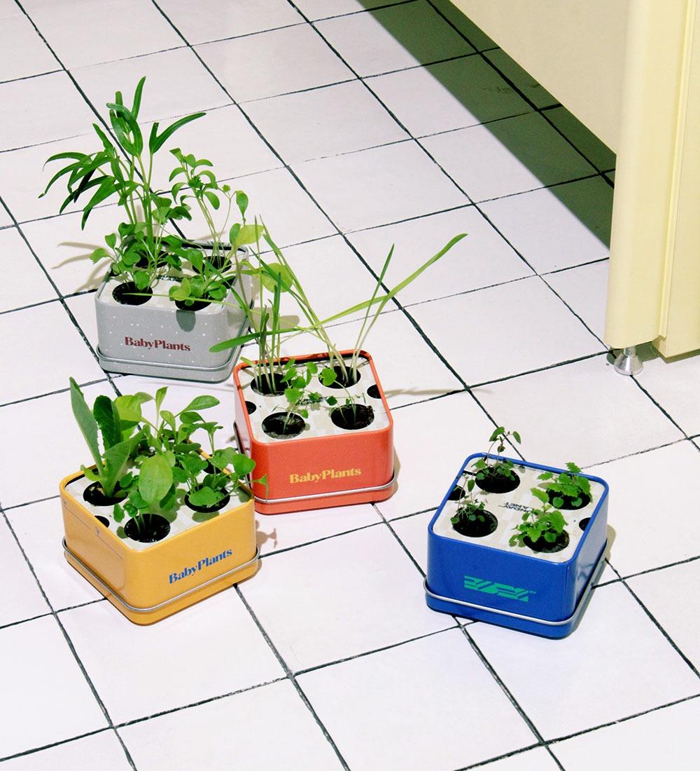 Baby Plants