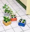 Baby Plants