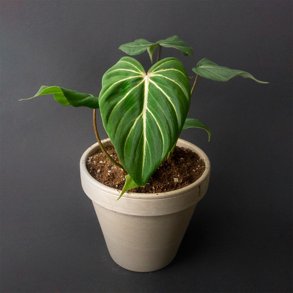 필로덴드론 글로리오섬 남미 다크폼 Philodendron Gloriosum Darkform