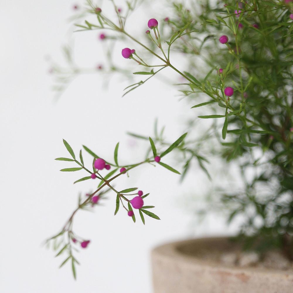 봄꽃 식물 피나타 보로니아 핑크유나 (중품)