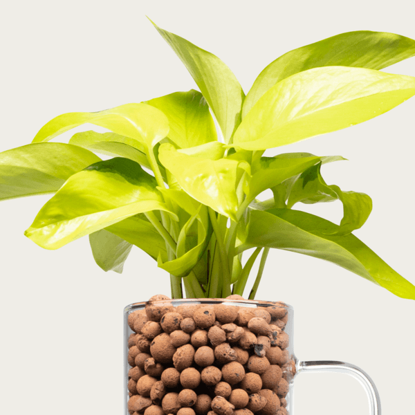 스킨답서스 형광 M