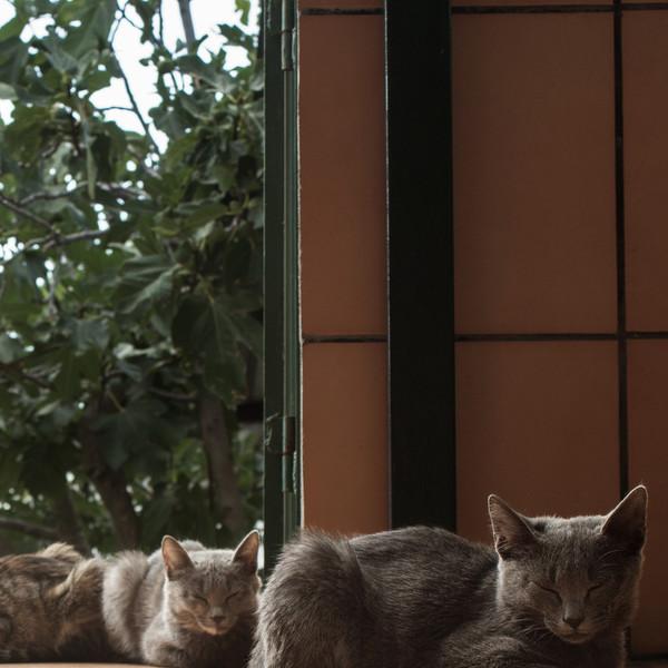 우고 캣닢 천연 인센스 스틱 CAT IN THE PATIO