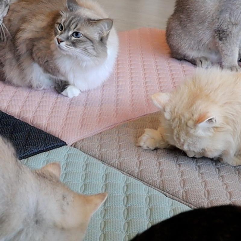 냥이 행복 매트