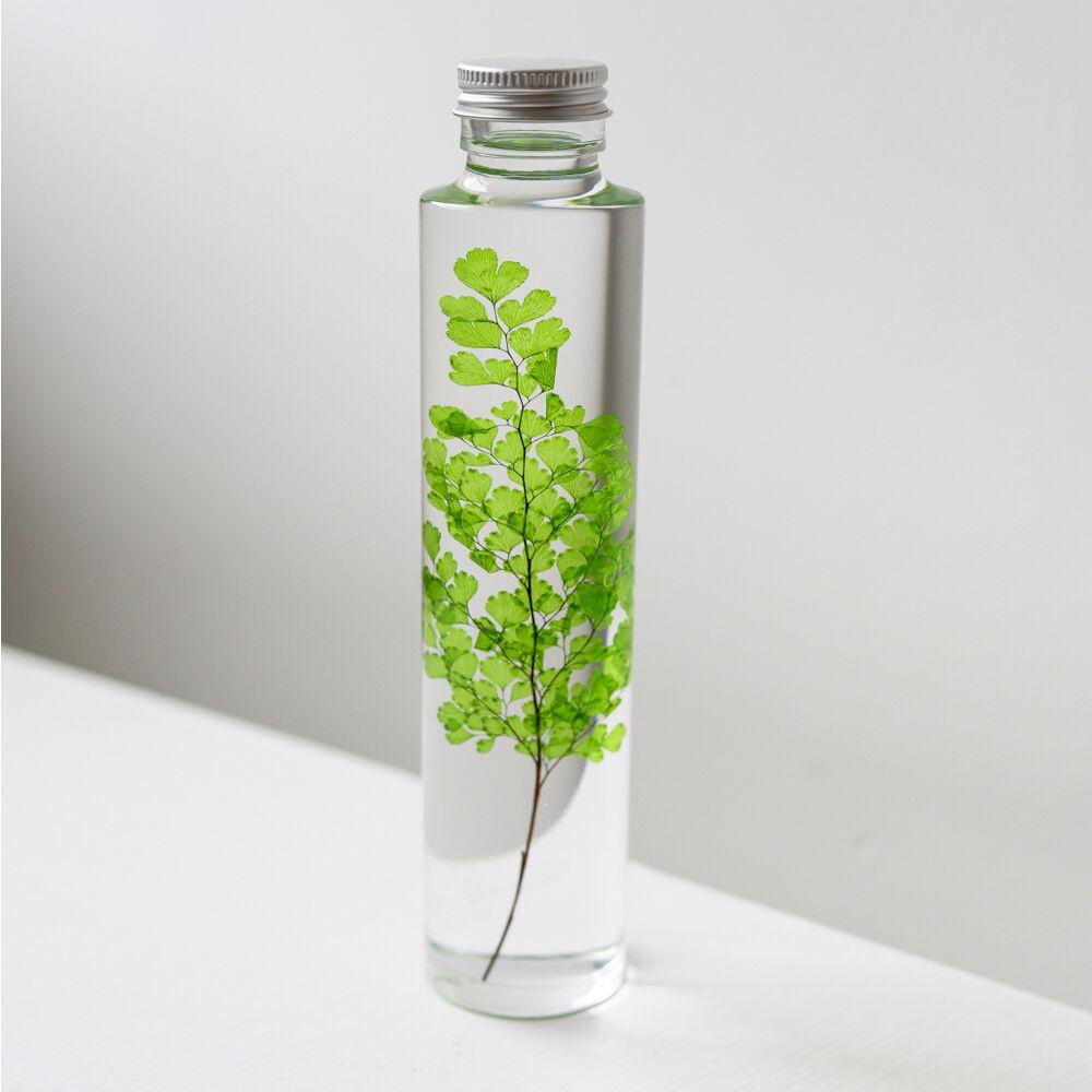 식물표본 200ml_Adiantum
