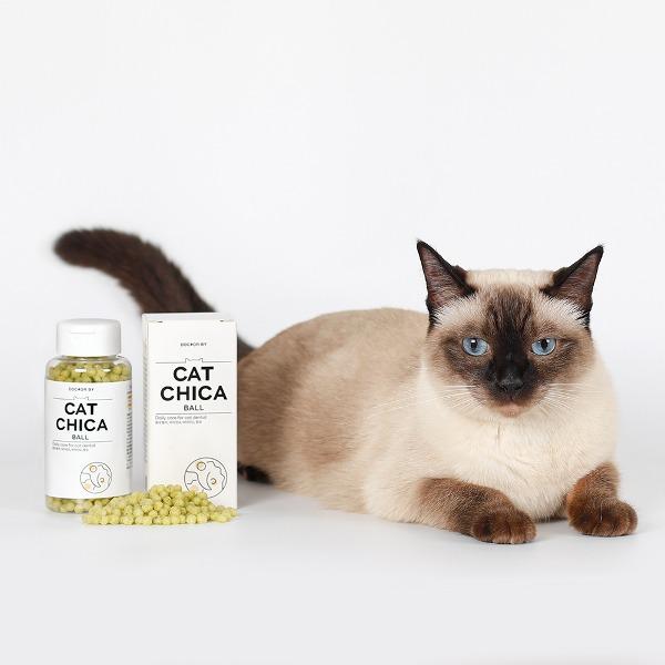 닥터바이 캣치카볼