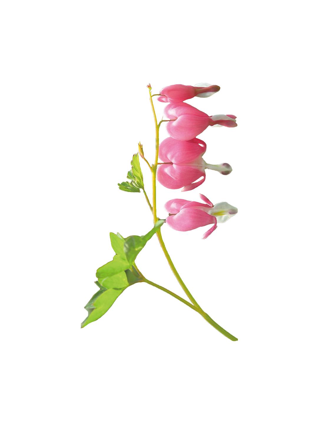 [Project 5] hard Pink flower