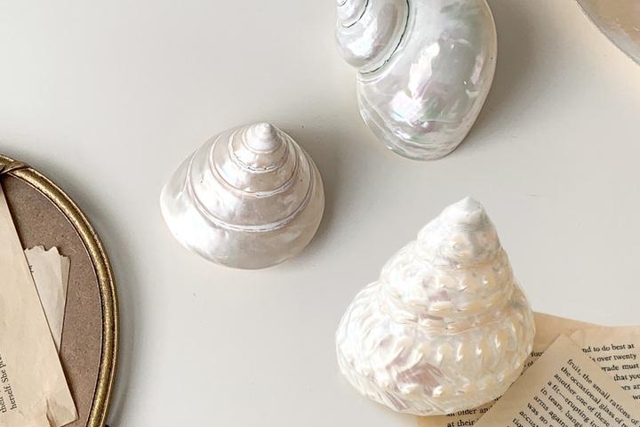 오로라 골드 소라조개 고동 뿔소라 오브제 3type 바다소품  썸머 여름데코