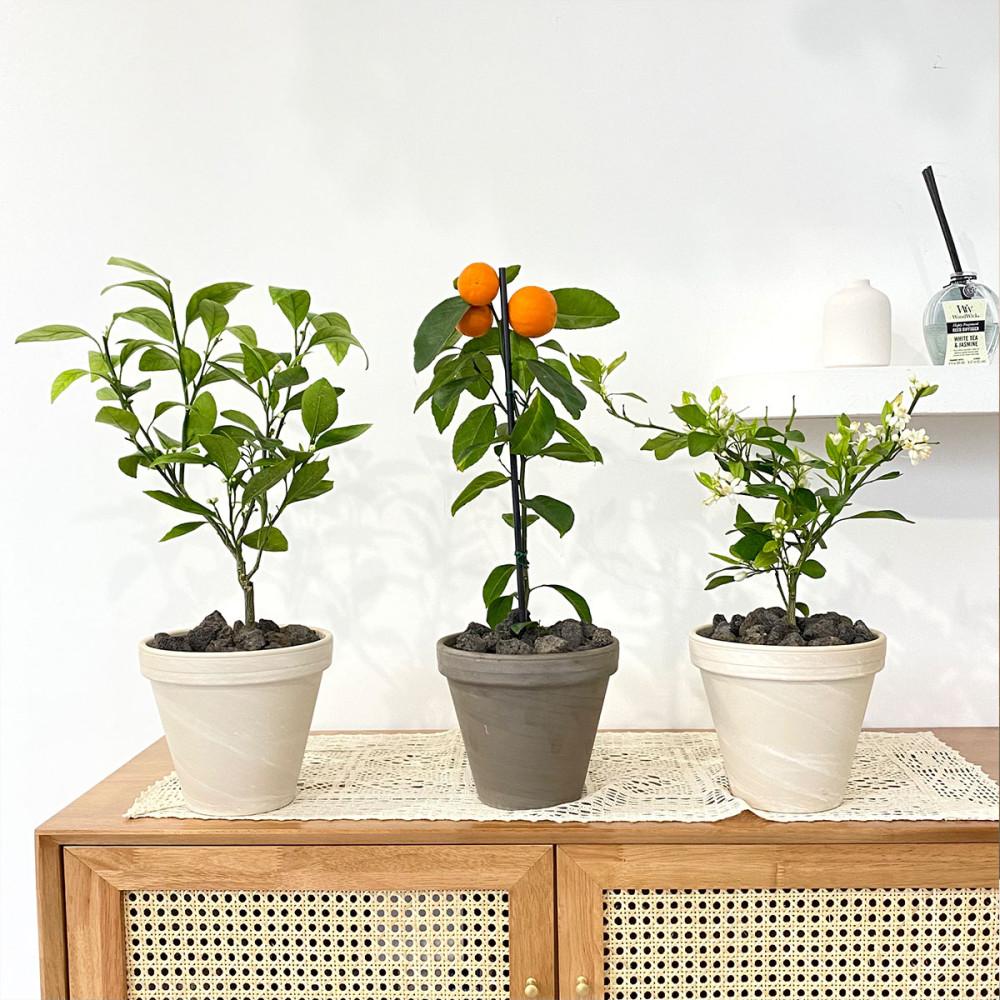 집에서 키우기 쉬운 키우는 귤 한라봉 오렌지 레몬 나무 식물 키우기