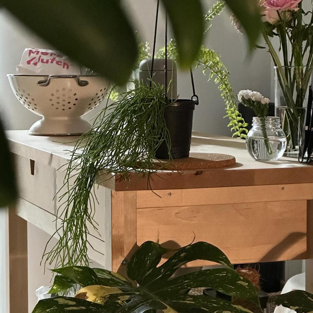 립살리스 카스타 행잉식물 플랜테리어 인테리어 식물 : 식물가게 우긋